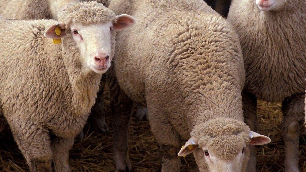 Federal judge dismisses lawsuit over euthanized sheep